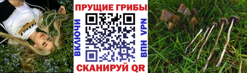 Галлюциногенные грибы Psilocybine cubensis  Сурск 